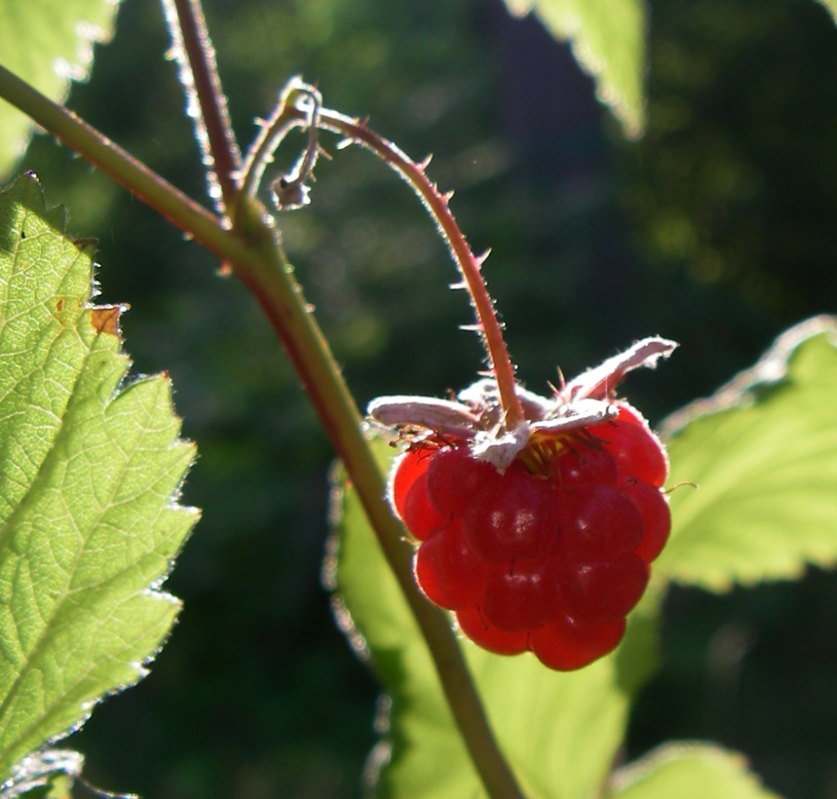 wild rasberries