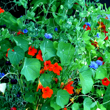 nasturtiums, cornflowers, sweetpeas...