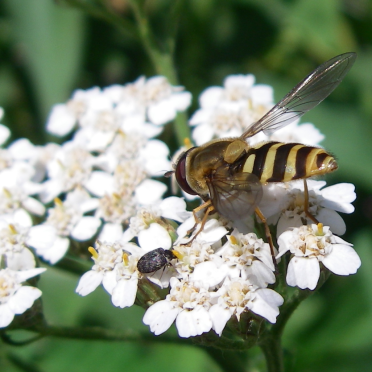 fly on yarrow