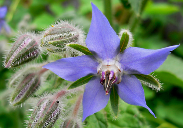 borage