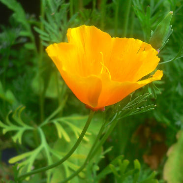 california poppy
