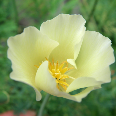 california poppy