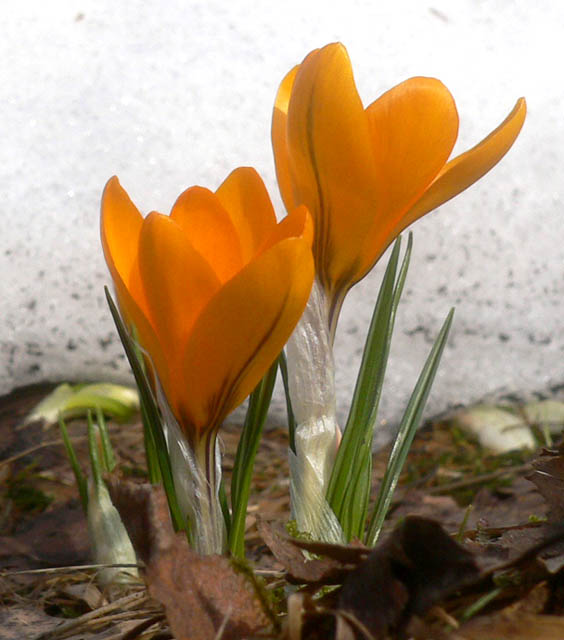 crocus