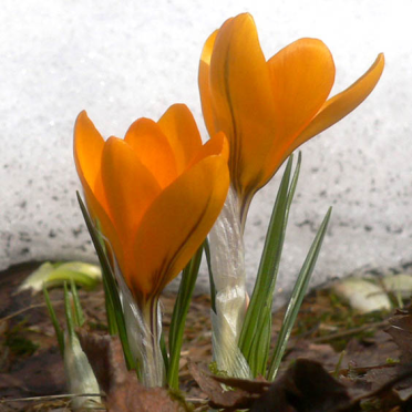 crocus