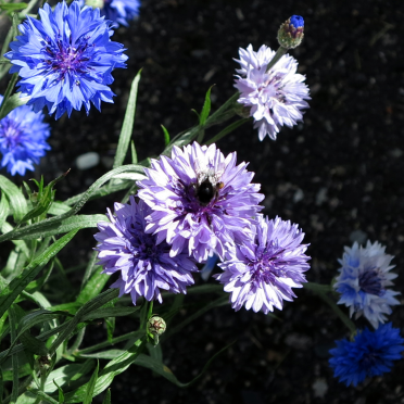 the spectrum of cornflowers