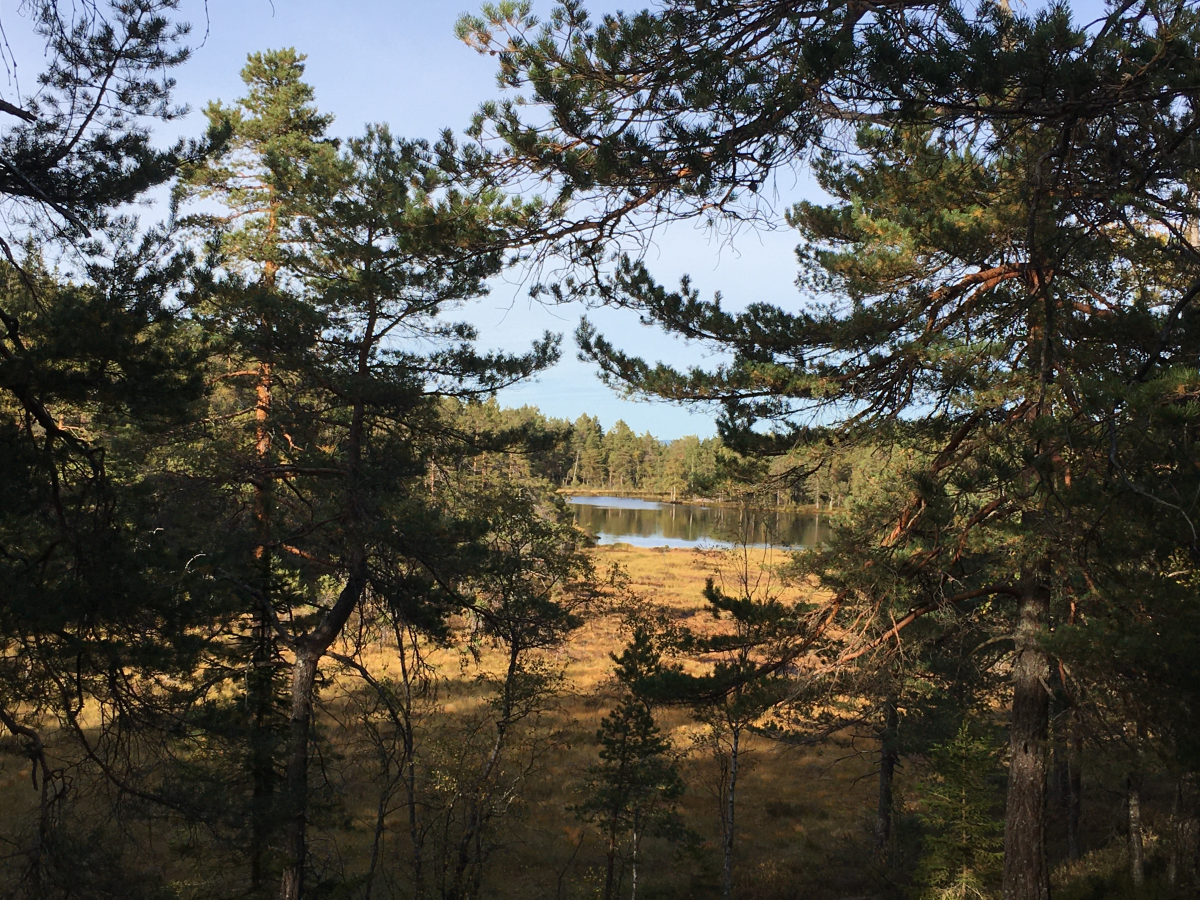 vardetjern