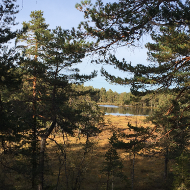 vardetjern