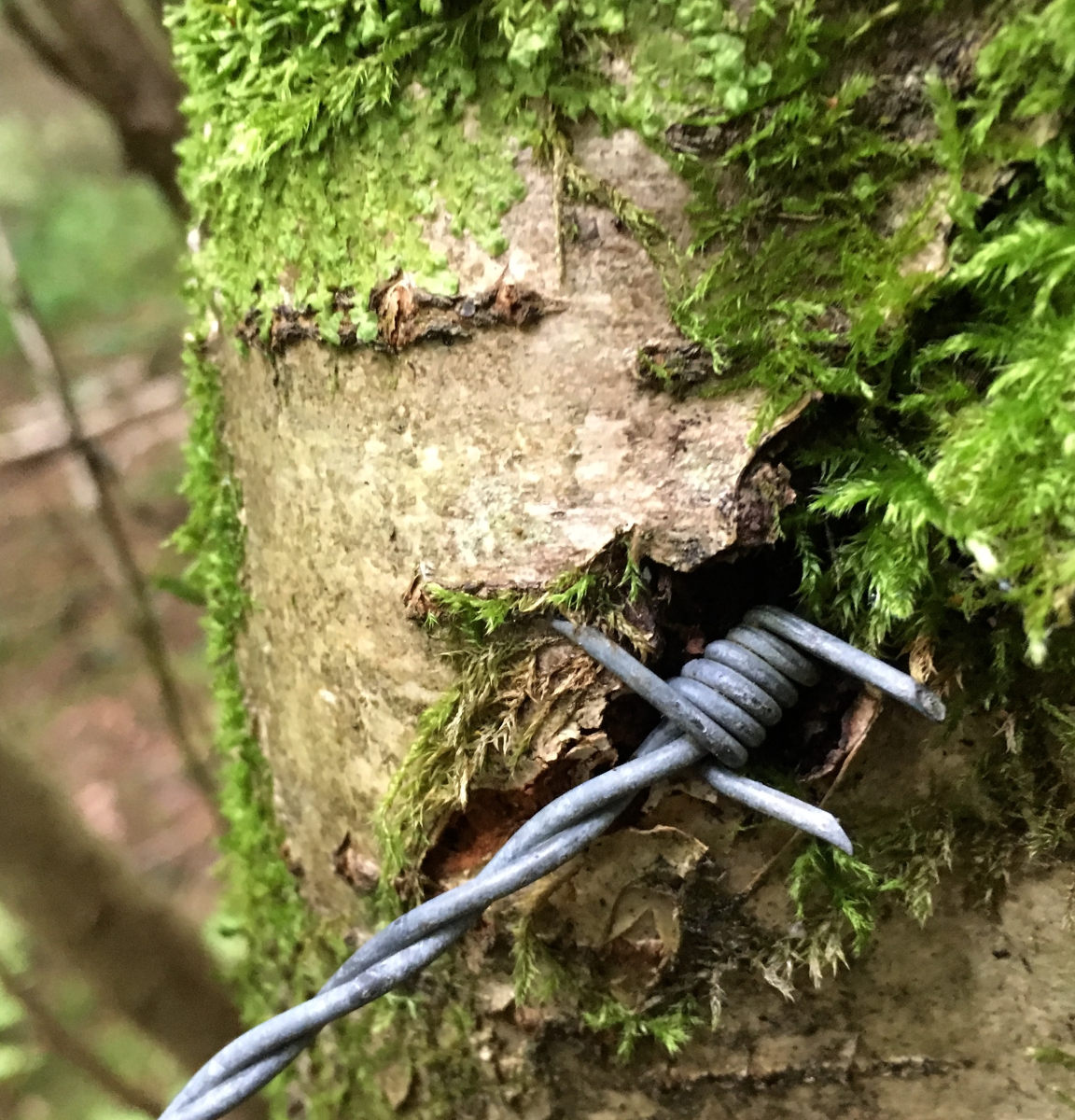 barbed wire