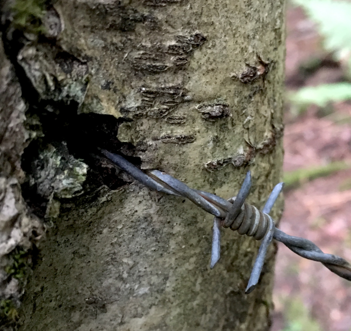 barbed wire