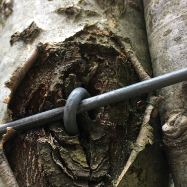 live wood