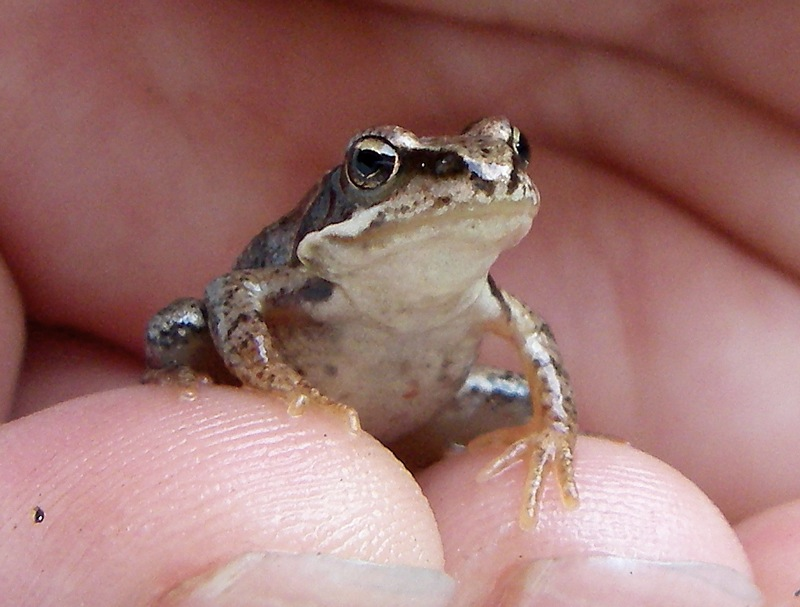 frog