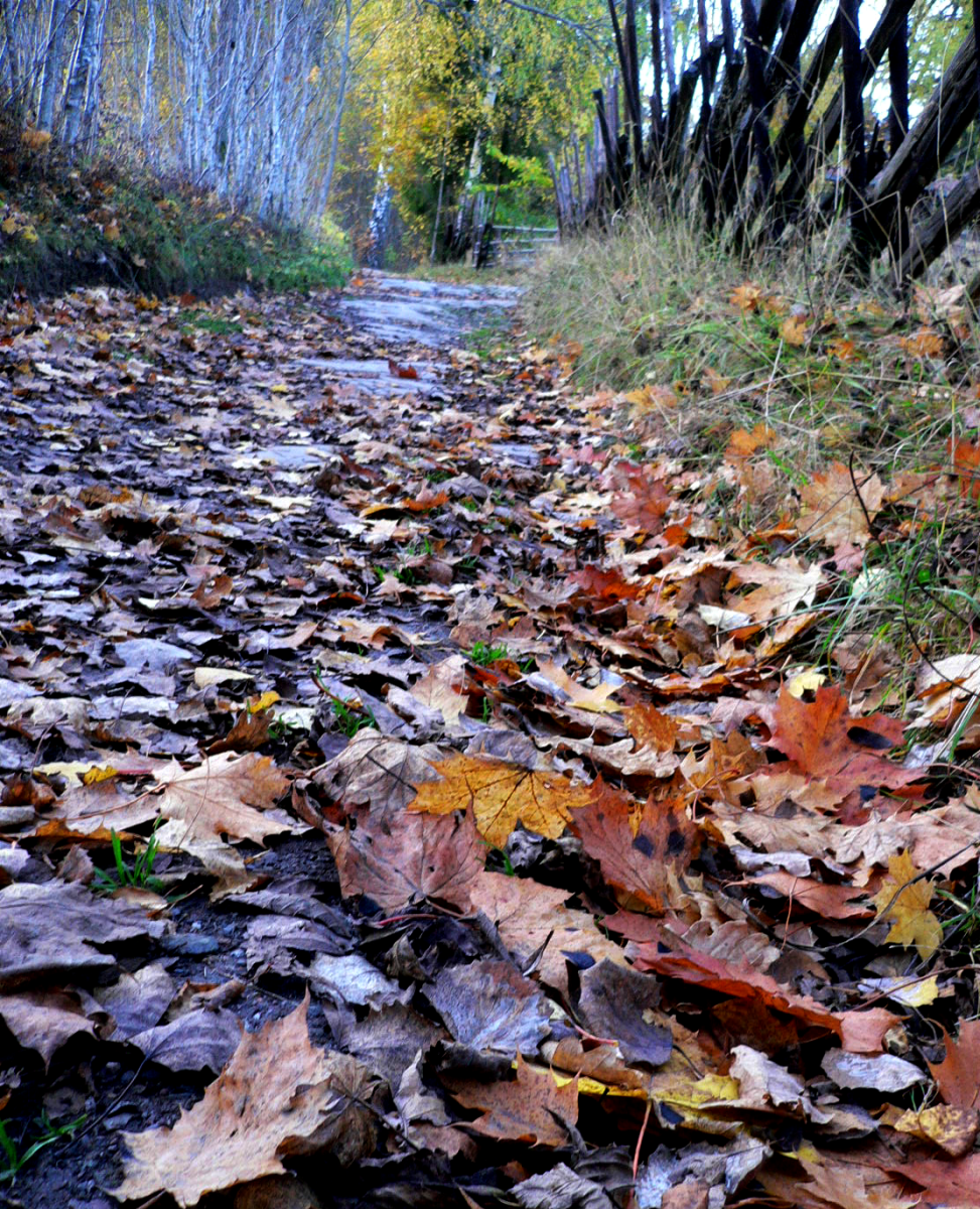 autumn