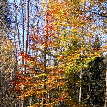 autumn