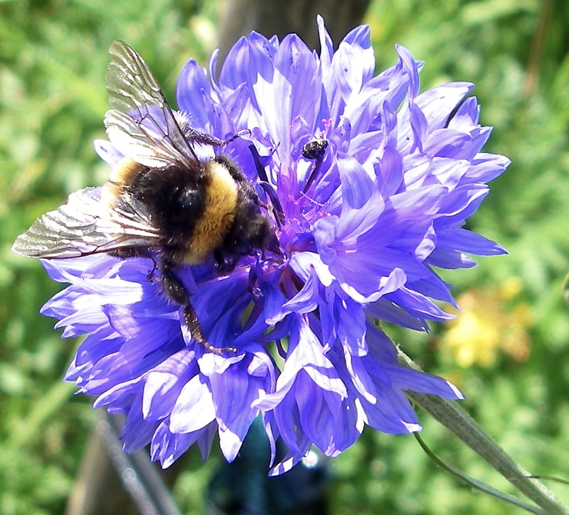 bumble bee