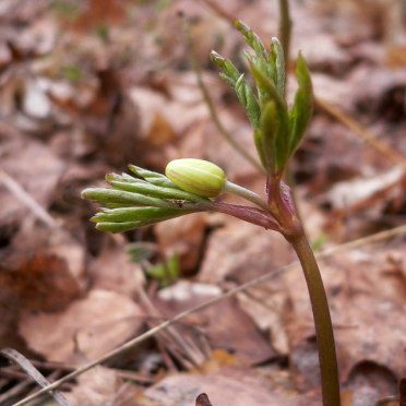 wood anemone
