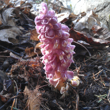 common toothwort / Dead Man's Fingers