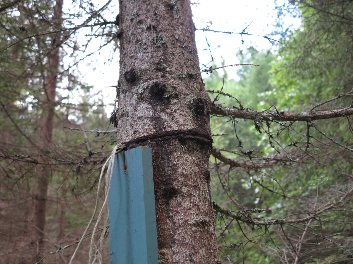 tree and string