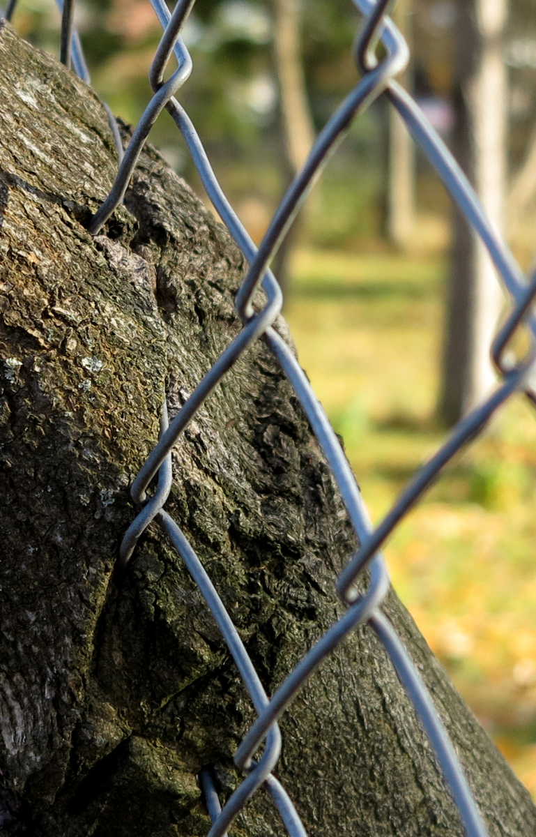 tree and fence