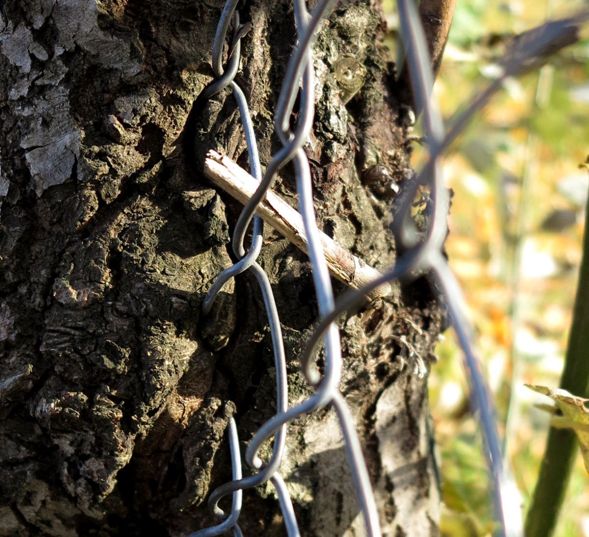 tree and fence