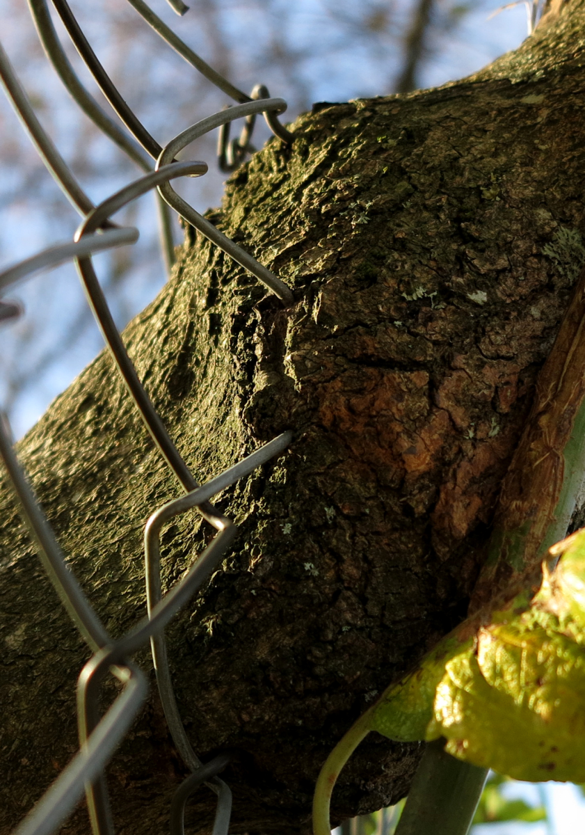 tree and fence