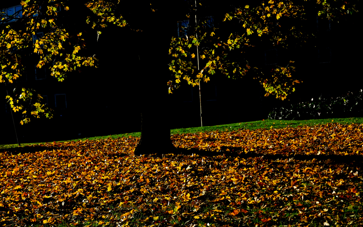 autumn, oslo