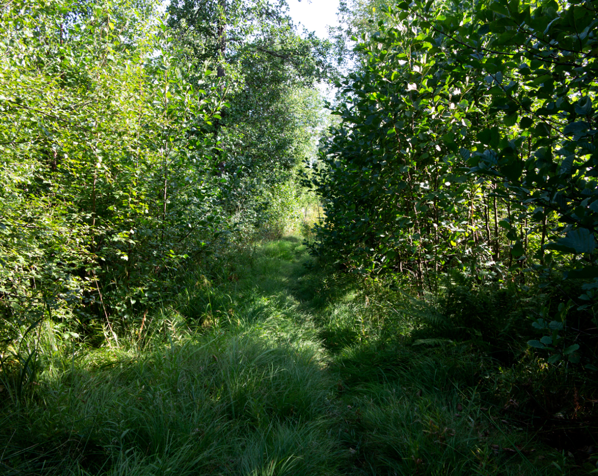 hidden paths