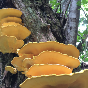 chicken-in-the-woods?