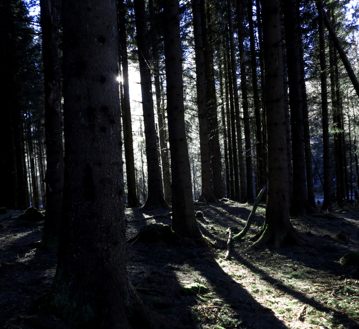 woods