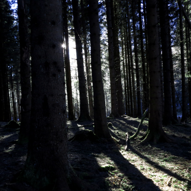 woods