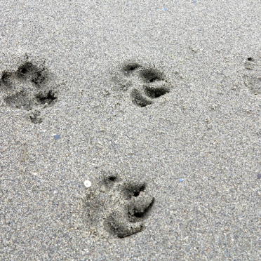 paws