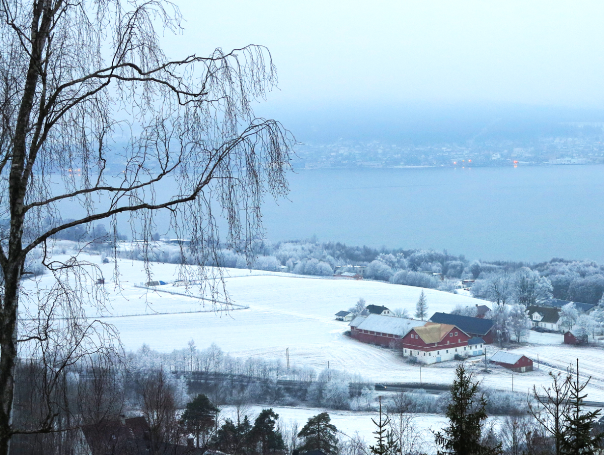 winter fog