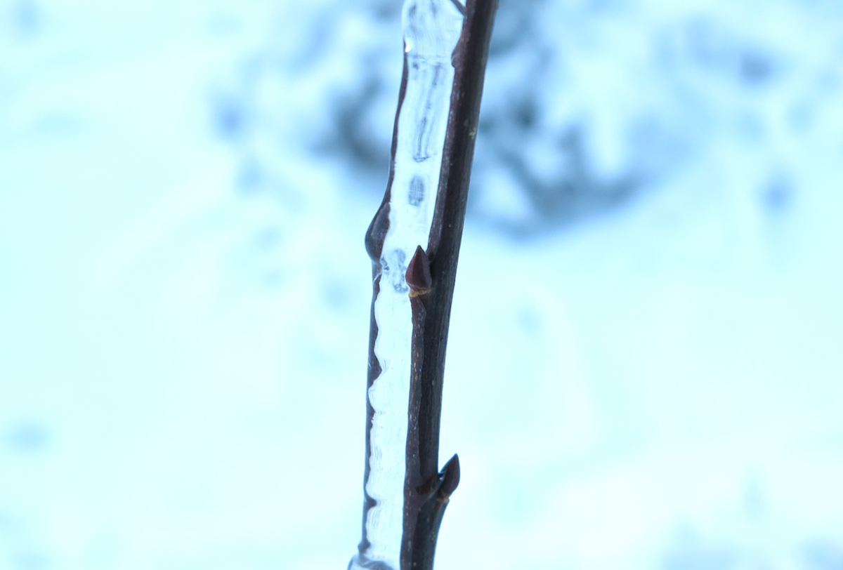 encased in ice