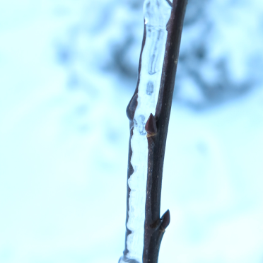 encased in ice