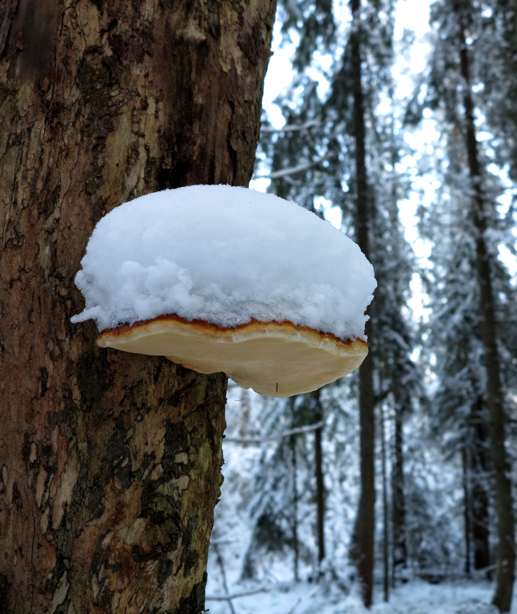 shroom with a hat