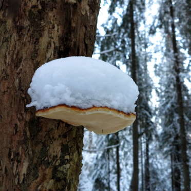 shroom with a hat