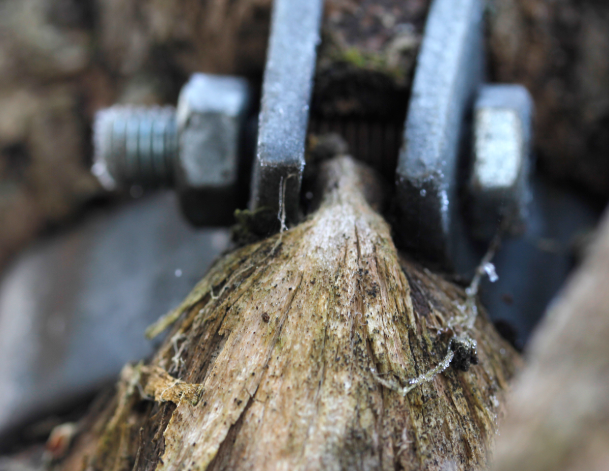 clamped and killed