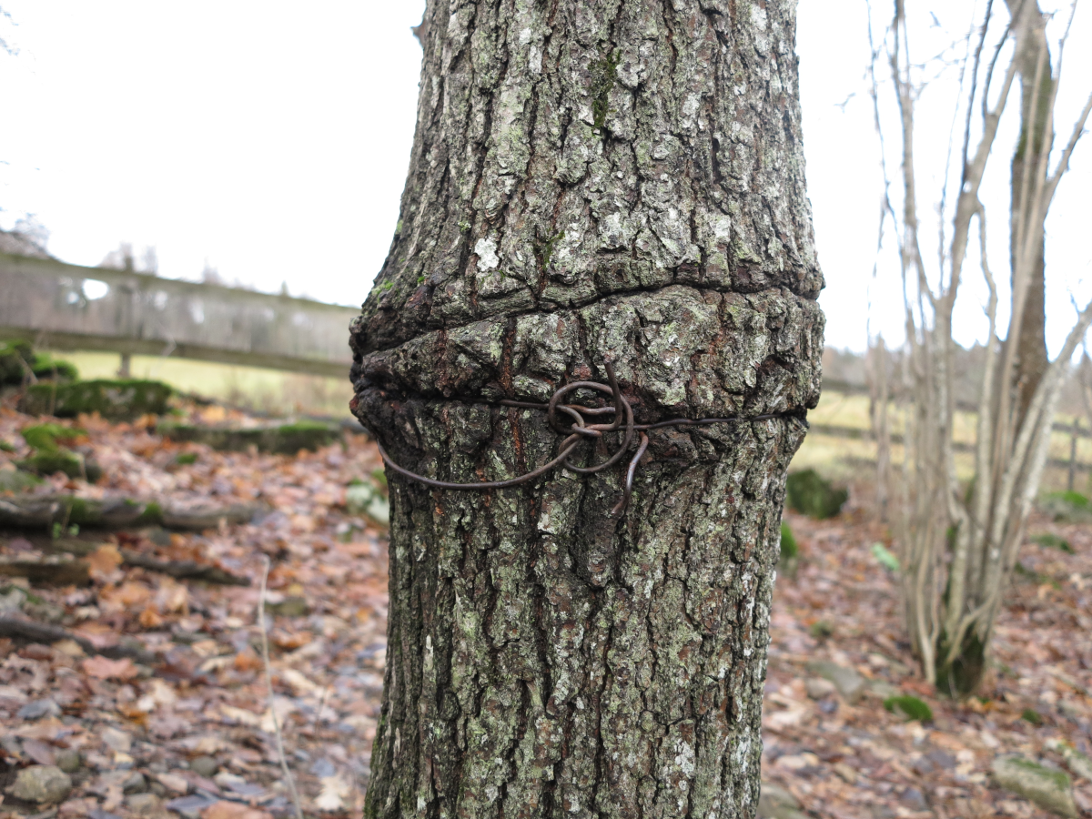 tree and fence