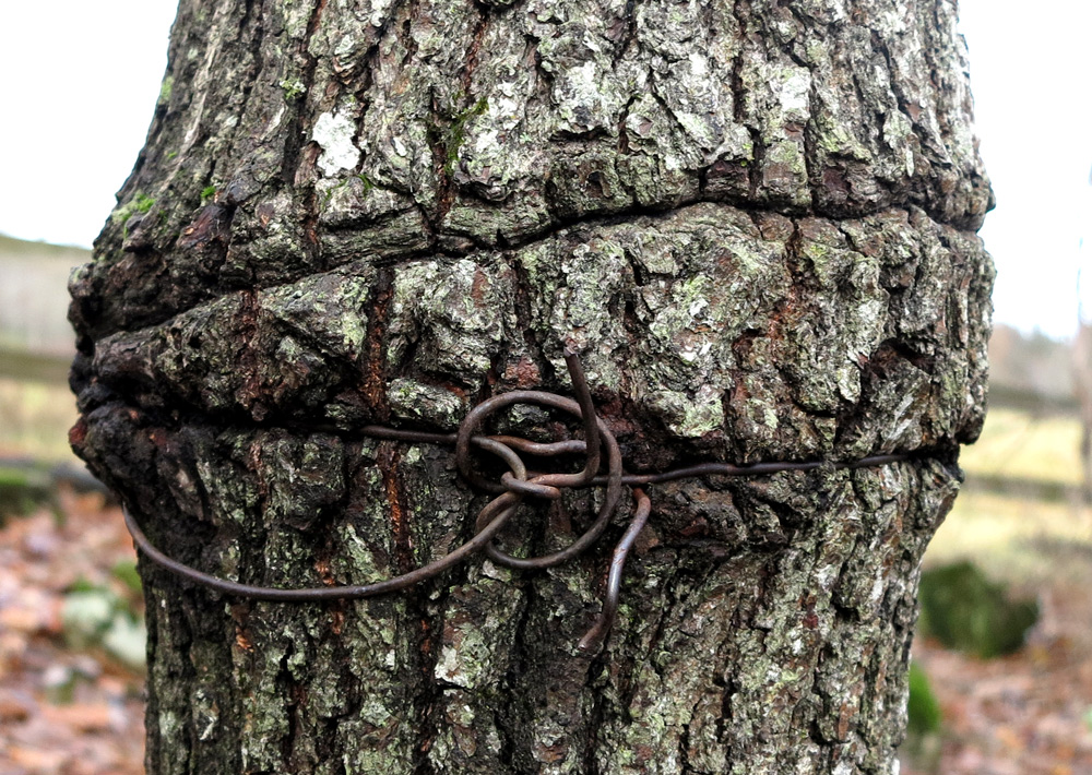 tree