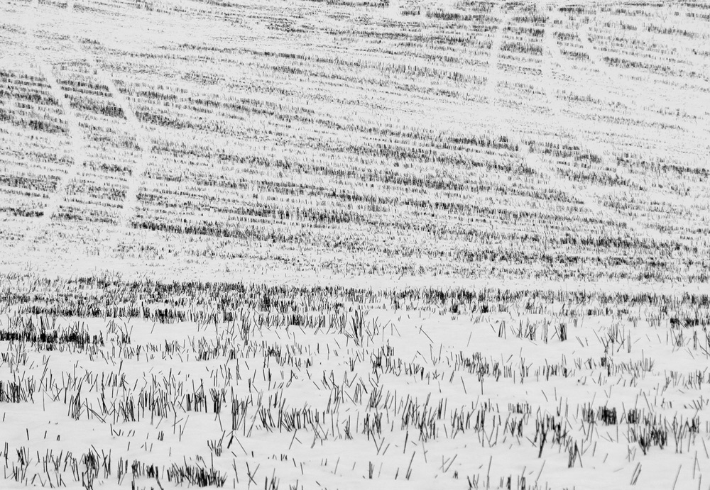 winter field