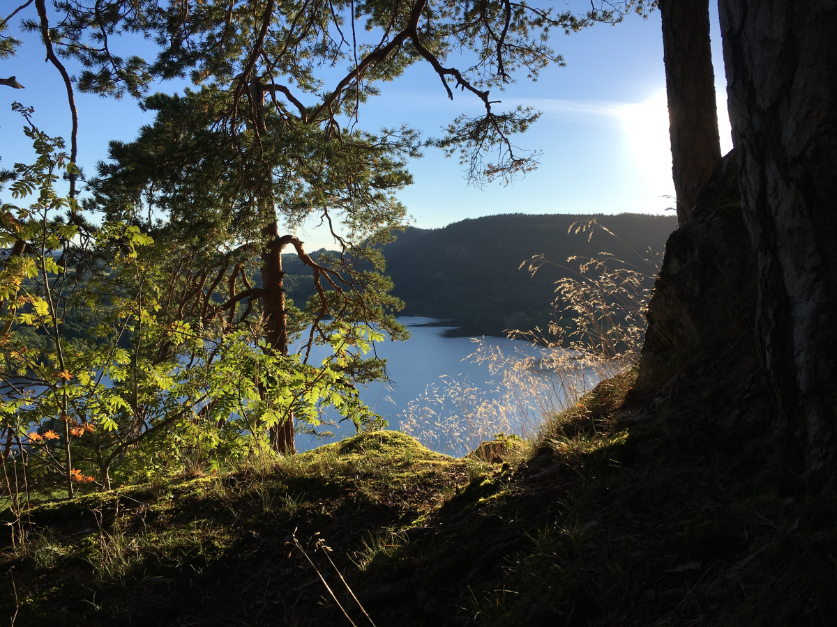 view