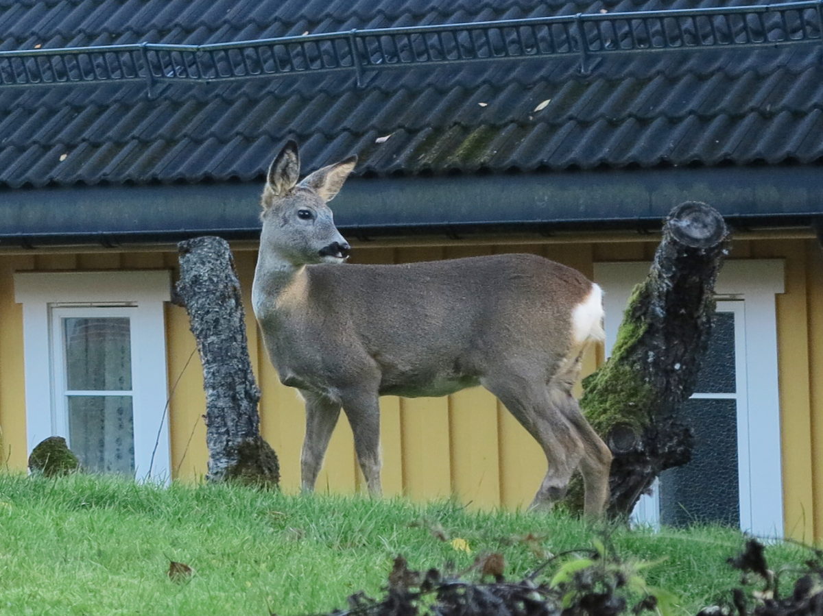 roe deer