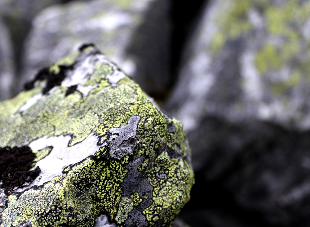 moss