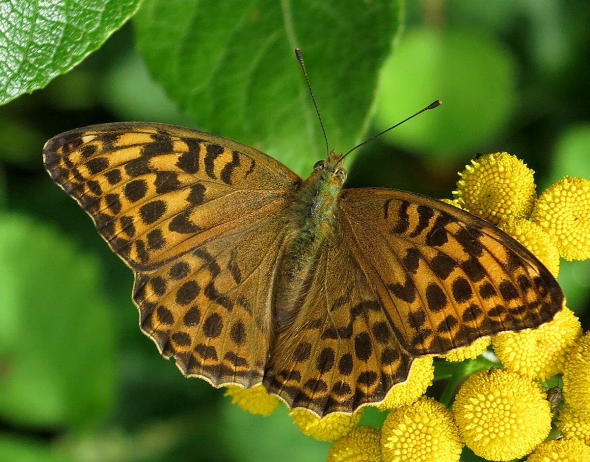 Silver-washed fritillary