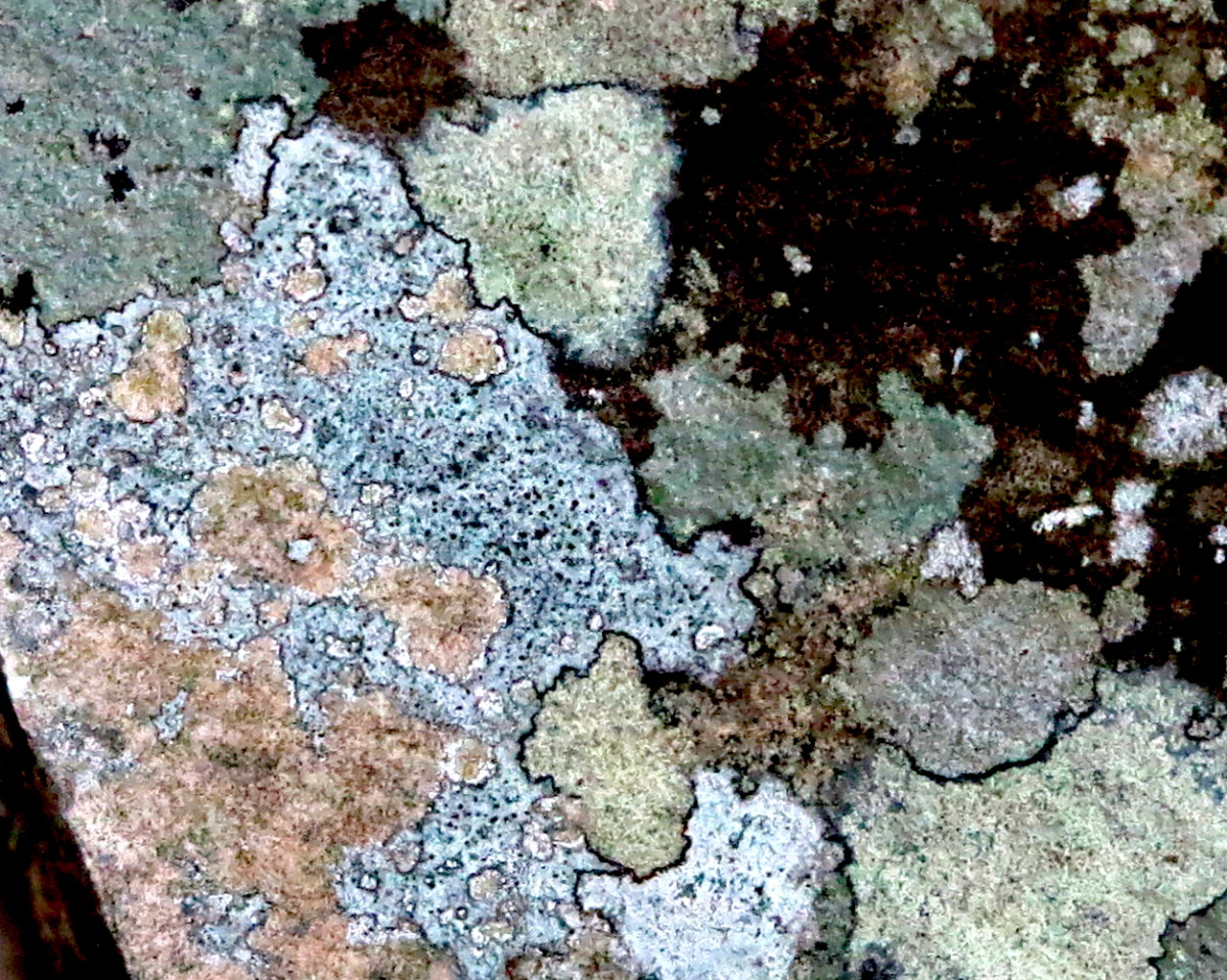 the cartography of lichen