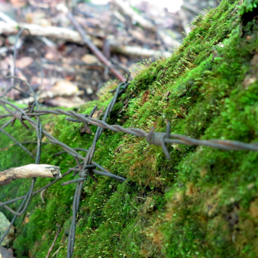 barbed wire