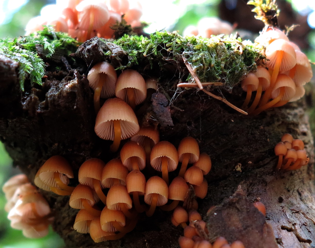 'shrooms!