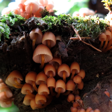 'shrooms!