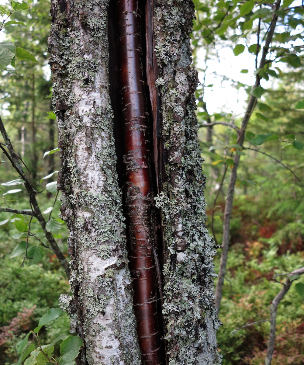 birch inside birch