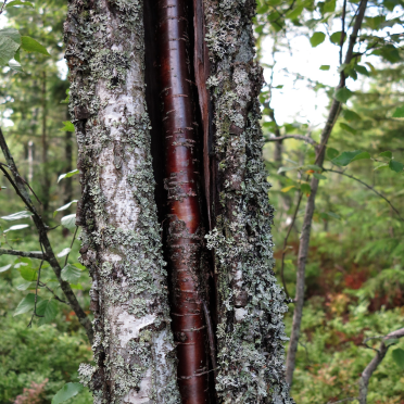 birch inside birch