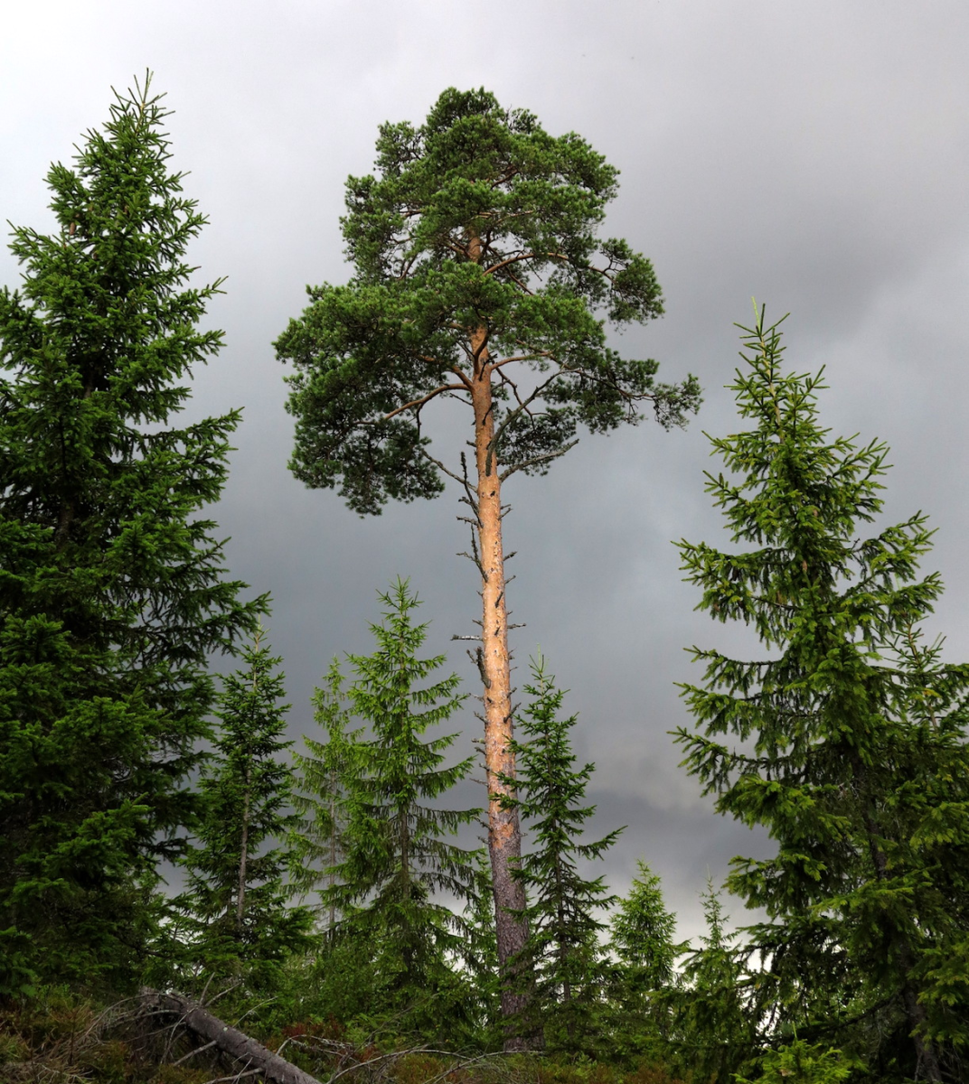 furuåsen